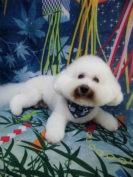 セレナの愛犬紹介・ひょっこり流行らせよう委員会に関するカスタム事例の投稿画像1枚目