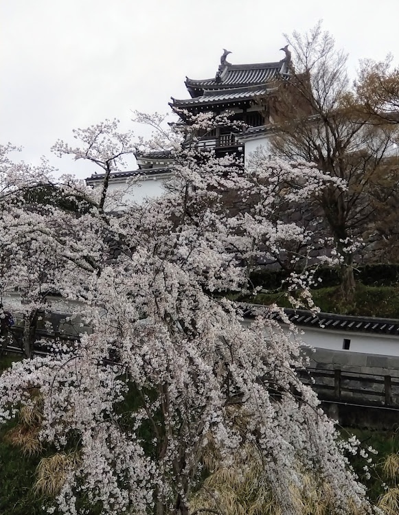 フェアレディZの桜と愛車・花見・桜とコラボ・麒麟がくる・明智光秀に関するカスタム事例の投稿画像4枚目