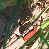 The Red-headed or 'Common' Cardinal beetle (Pyrochroa serraticornis)