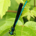 Ebony Jewelwing