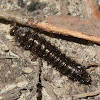 Honeybrown Beetle Larva