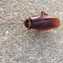 American Cockroach