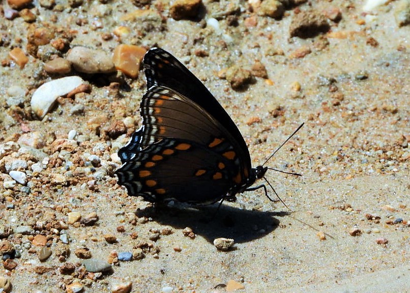 Red-spotted purple