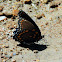 Red-spotted purple