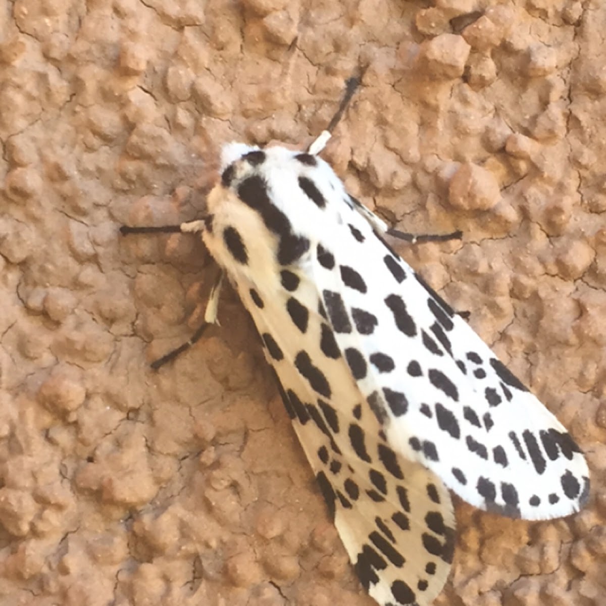 Many Spotted Tiger Moth