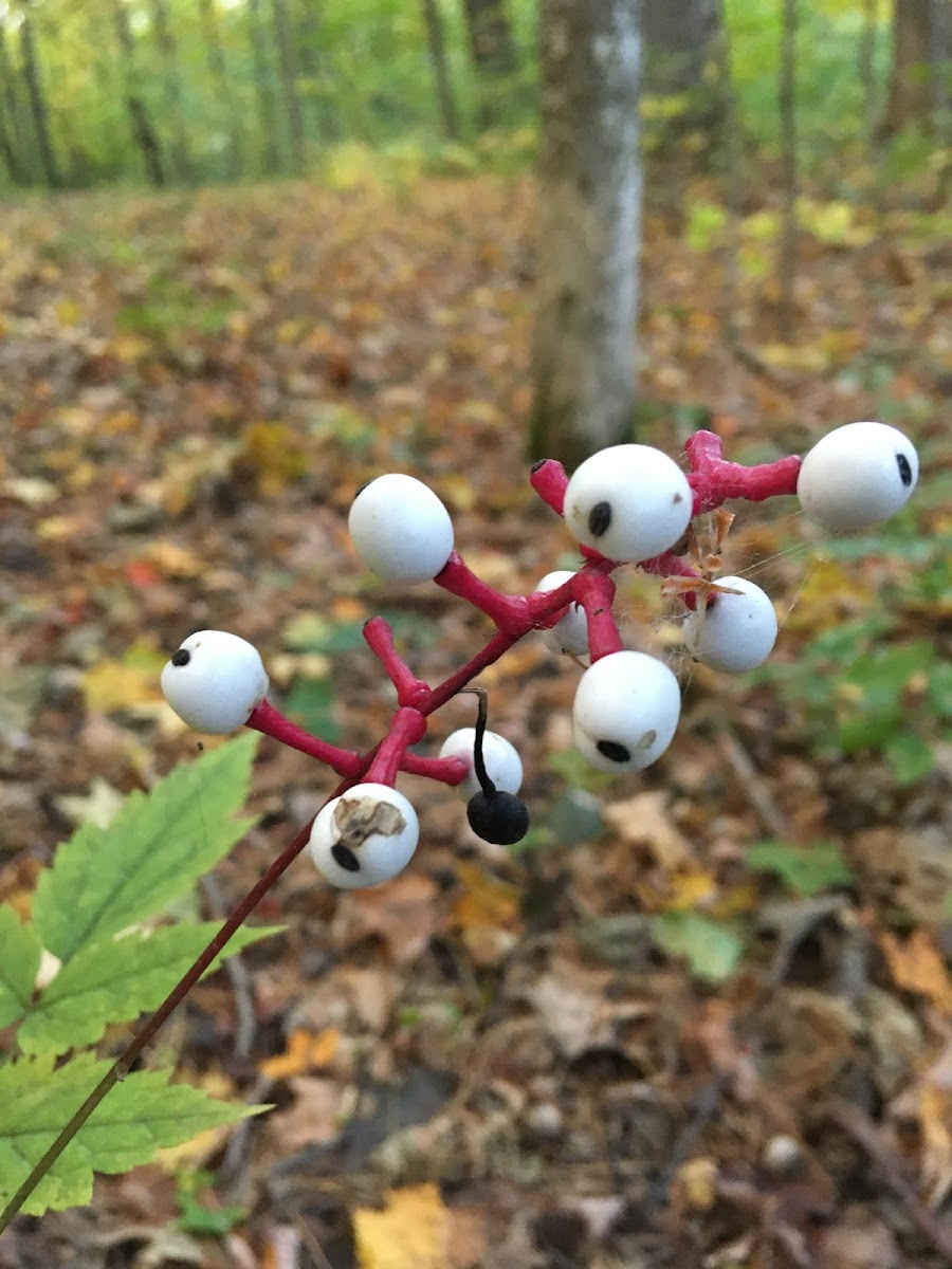 White Baneberry