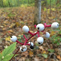 White Baneberry