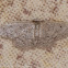 Geometrid Moth