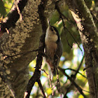 White-breasted Nuthatche