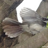 White-Spotted Fantail