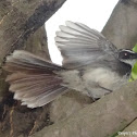 White-Spotted Fantail