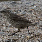 Rock Pipit