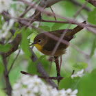 Common Yellowthroat