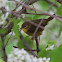 Common Yellowthroat