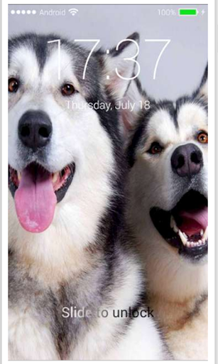Husky Puppy HD Free PIN Lock screen Passcode
