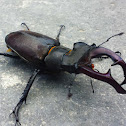 Stag Beetle (male)