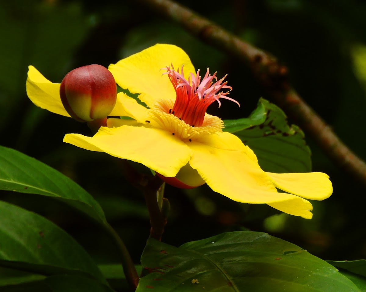 Simpoh Air (inflorescence)