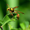 Potter Wasp