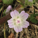 Ground Ivy