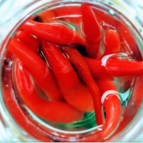 chinese, fermented, lacto fermentation, pickled chilies, Pickled Peppers, recipe, 腌制, 辣椒, 泡椒, 自製