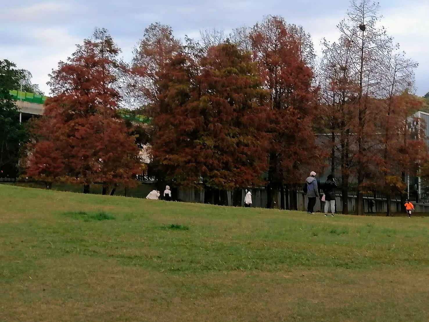 環保阿嬤傍晚大湖公園賞落羽松趣...2024-01-09