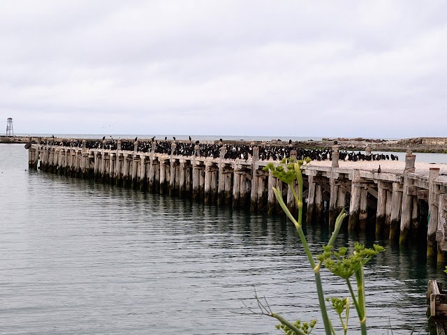 Oamaru Sumpter Wharf Pied Shags