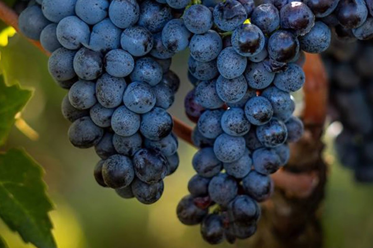 Sangiovese Grosso (Brunello), luva Sangiovese del Brunello di Montalcino