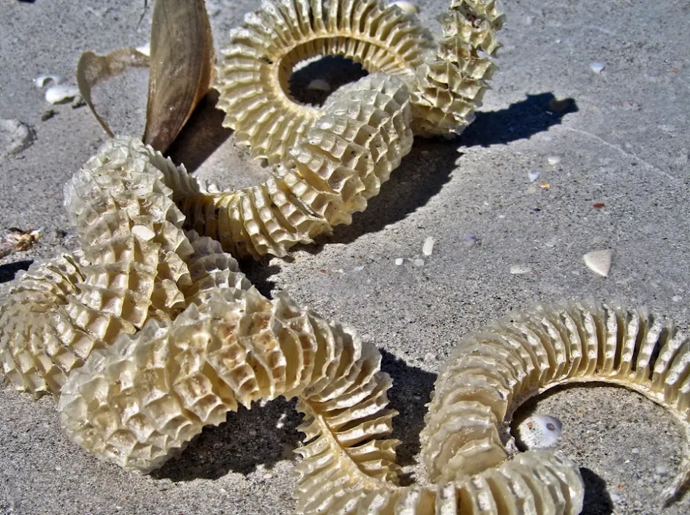 Colar de Sereia: A inusitada cápsula de ovos do búzio nodoso