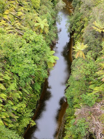 Giant eels in Mangapura Stream