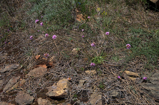 Armeria merinoi