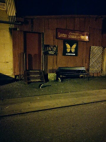 Oamaru Blue Penguin on the street