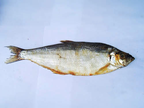 cantonese, chinese, pan fried, salted fish, white herring, recipe, 曹白, 咸魚,