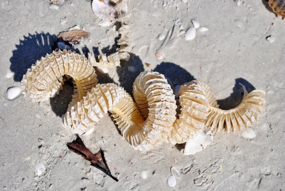 Colar de Sereia: A inusitada cápsula de ovos do búzio nodoso