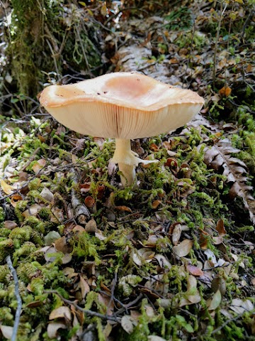 Fiordland National Park mushroom