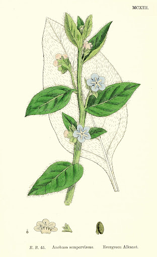 Pentaglottis sempervirens