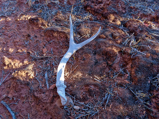 Shed deer antler