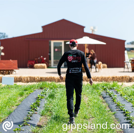 The Berry Dairy in Maffra offers pick-your-own strawberries, farm-fresh lunches, a petting zoo, and varied playgrounds for everyone