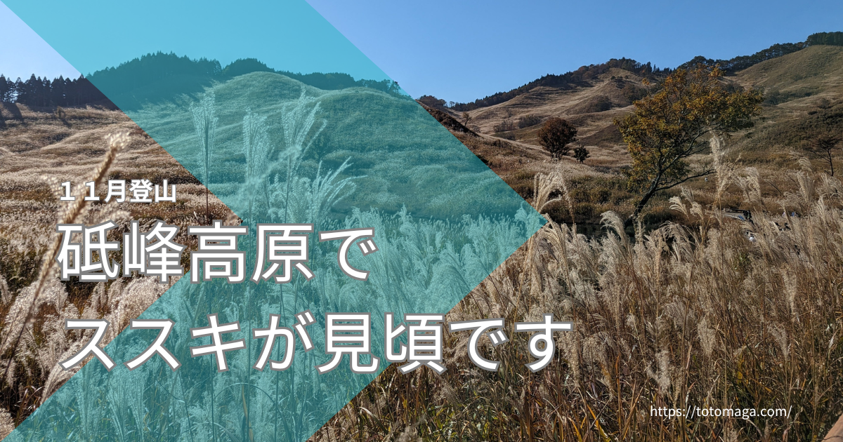 砥峰高原でススキが見頃です