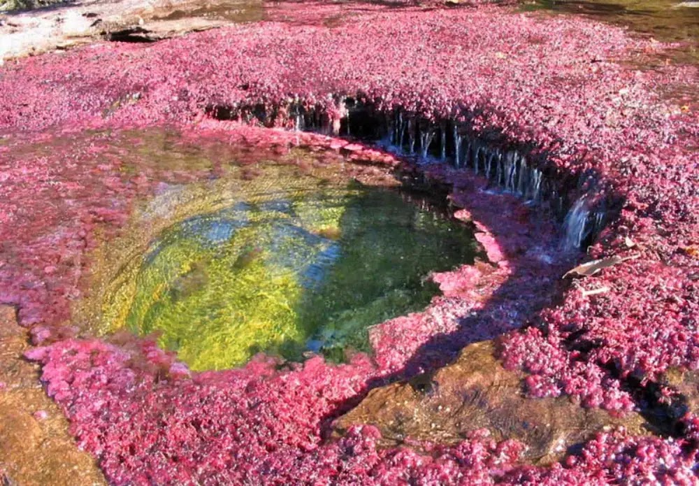 Caño Cristales: O Rio das Cinco Cores da Colômbia