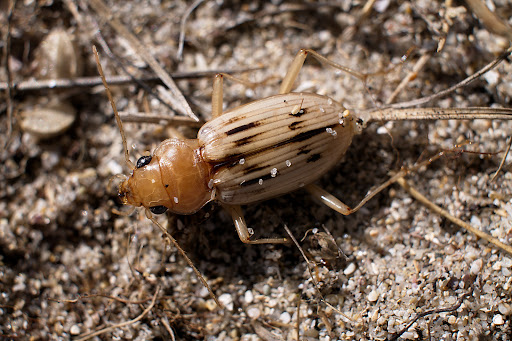 Nebria Eurynebria complanata