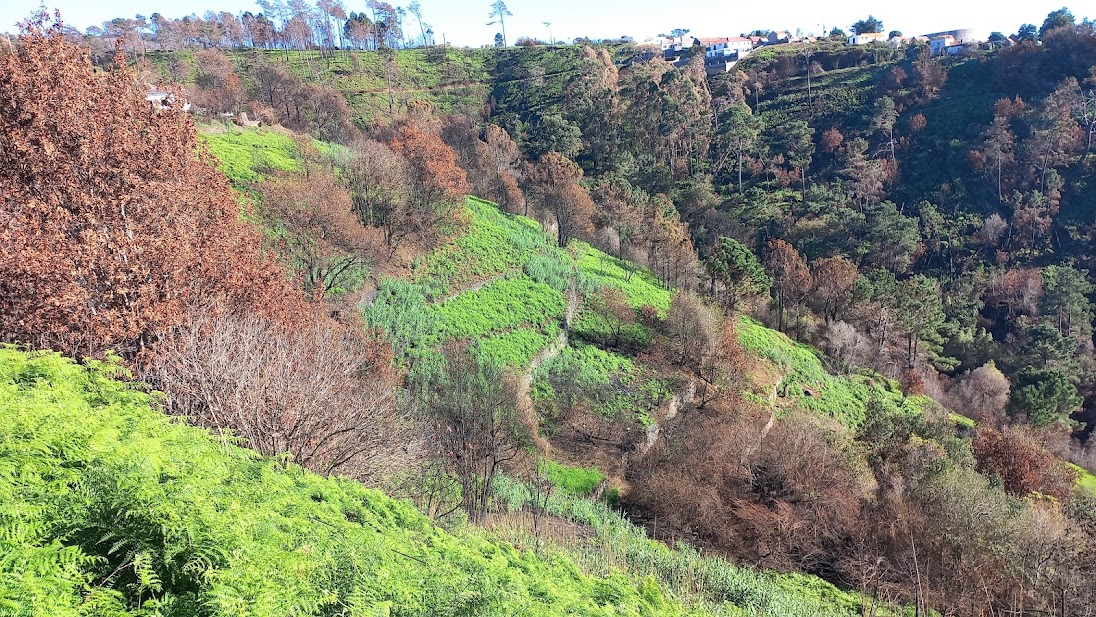 Green Veil: Madeira bushfire aftermath