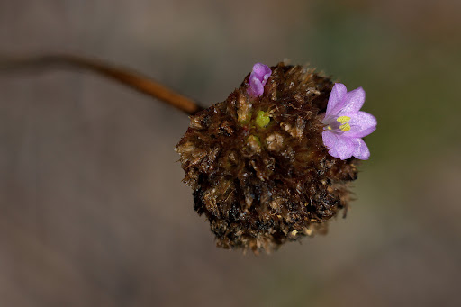 Armeria merinoi