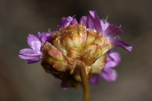 Armeria merinoi