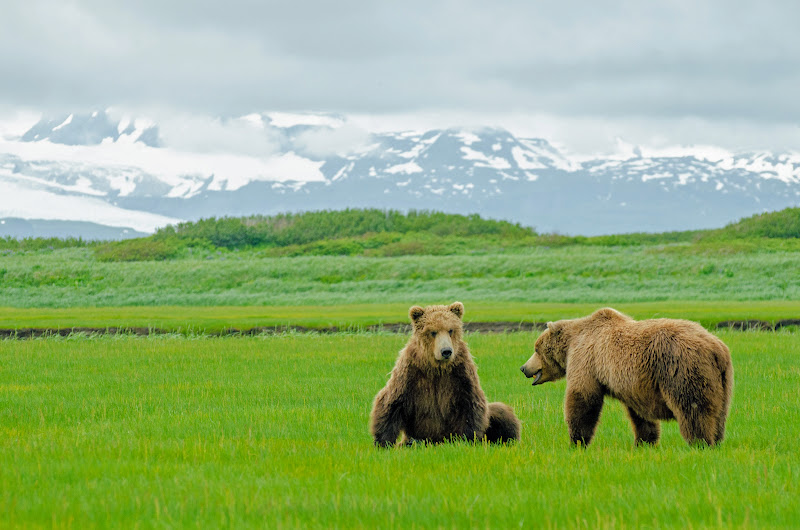 Bears graze in a meadow in Katmai National Park