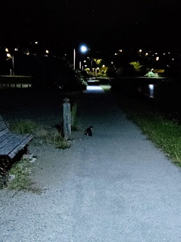 Oamaru Blue Penguin Spotting