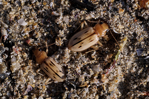 Nebria Eurynebria complanata