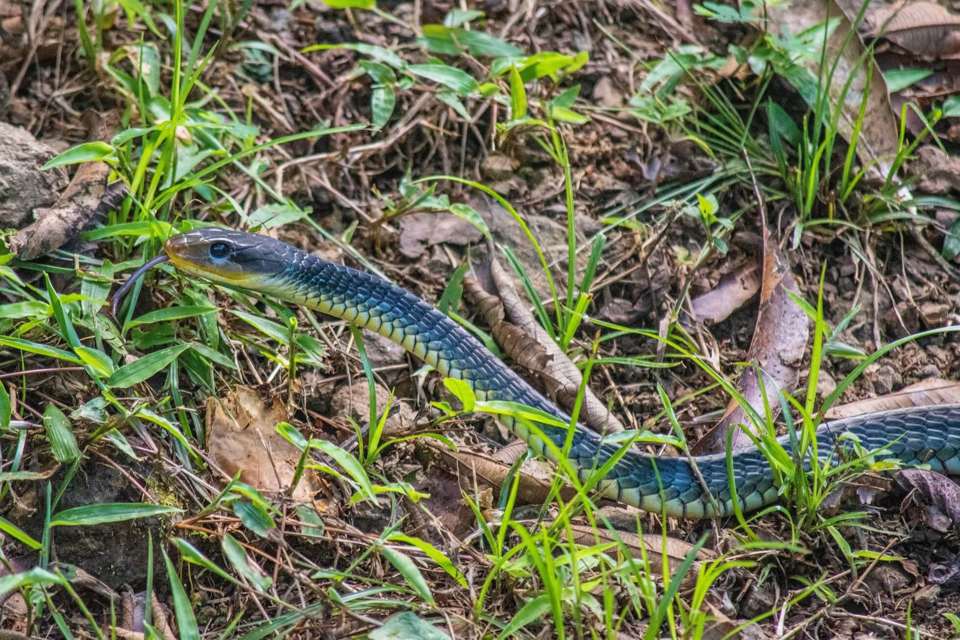 slangen in Costa Rica