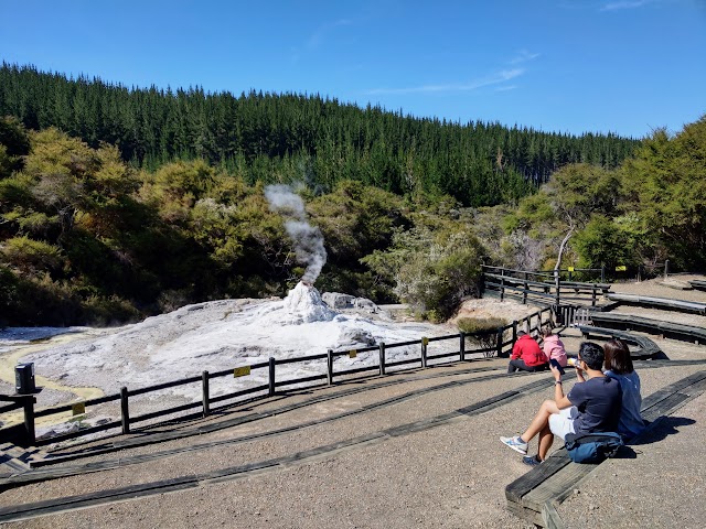 Waiotapu Thermal Wonderland Lady Knox Geyser