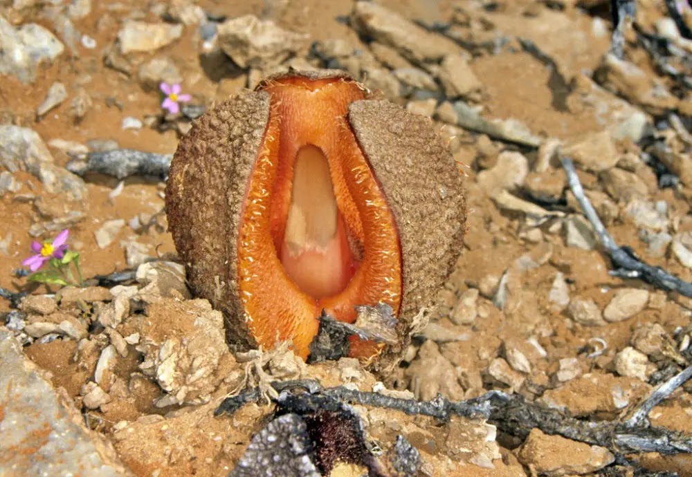 Hydnora Africana: Intrigante planta africana com cheiro de carniça