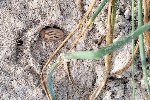 Nebria Eurynebria complanata